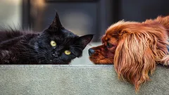 Kat of hond: zooloog vertelt welk dier minder verzorging vraagt