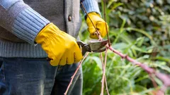 Eén fout en de takken gaan rotten: tuinier onthult de hoofdregels voor het snoeien