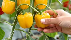 Paprika's dragen vruchten emmers vol: geheimen van verplanten en bijmesten