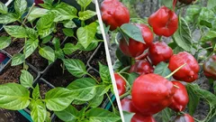 Deze planten zaai je nu voor zaailingen: waarom je dit vóór eind januari moet doen