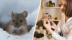 Zo jaag je ratten en muizen voorgoed weg: dit moet je ’s winters in je tuin neerleggen