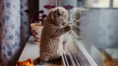 Hoe lang kun je een kat alleen thuislaten? Een zoöloog geeft een simpel antwoord