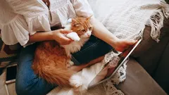 Waarom je kat juist naar jou toe trekt – zoologen onthullen de geheimen van hun gehechtheid