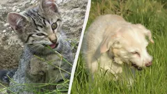 Waarom katten en honden gras eten: wetenschappers geven een onverwachte verklaring